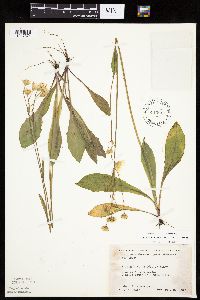 Krigia biflora image