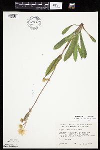 Krigia biflora image