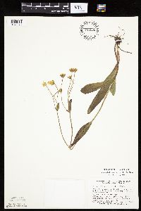 Krigia biflora image