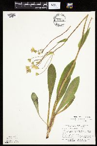 Krigia biflora image