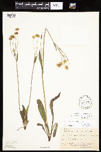 Krigia biflora image