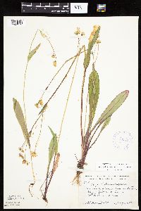 Krigia biflora image
