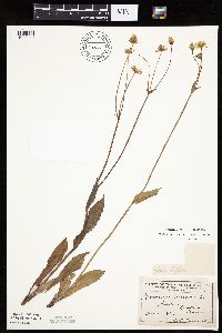 Krigia biflora image
