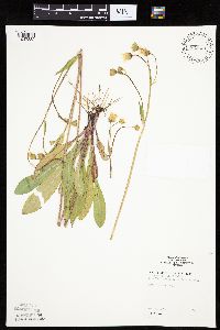 Krigia biflora image