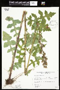 Lactuca biennis image