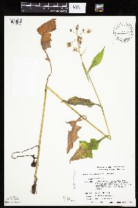 Lactuca biennis image