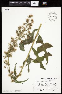 Lactuca biennis image