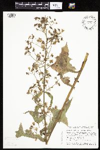 Lactuca biennis image