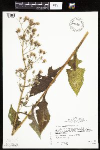 Lactuca biennis image