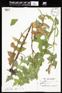 Lactuca biennis image
