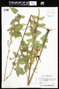 Lactuca biennis image