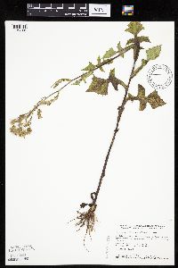 Lactuca biennis image