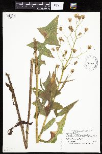 Lactuca biennis image