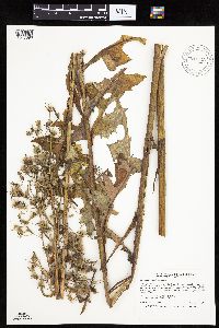 Lactuca biennis image