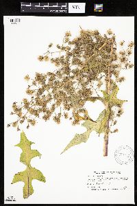 Lactuca biennis image