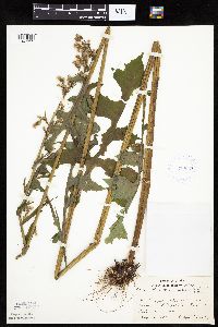 Lactuca biennis image