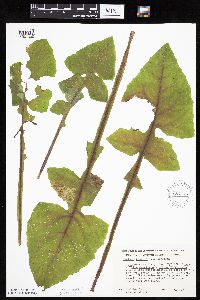 Lactuca biennis image