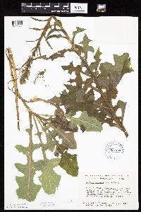 Lactuca biennis image