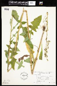 Lactuca biennis image