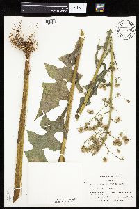 Lactuca biennis image