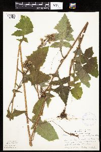 Lactuca biennis image