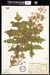 Lactuca biennis image