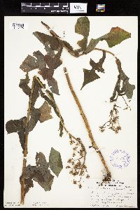 Lactuca biennis image