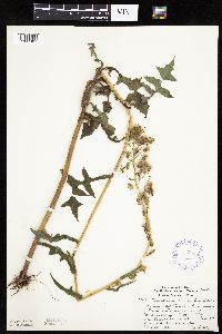 Lactuca biennis image