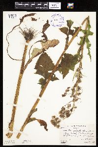 Lactuca biennis image