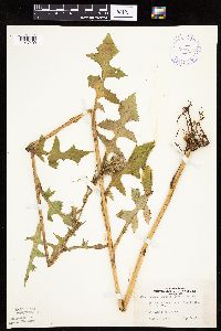 Lactuca biennis image