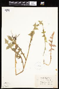Lactuca biennis image