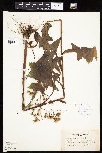 Lactuca biennis image