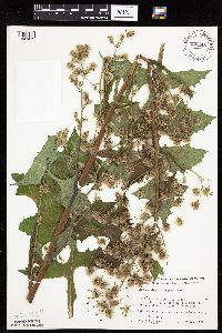 Lactuca biennis image