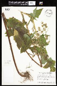 Lactuca biennis image