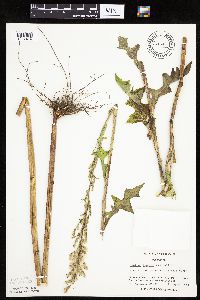 Lactuca biennis image