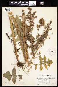 Lactuca biennis image