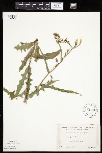 Lactuca biennis image