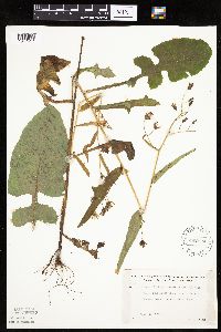 Lactuca biennis image