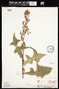 Lactuca biennis image