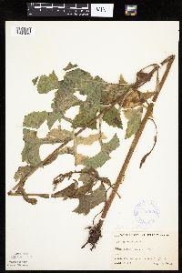Lactuca biennis image