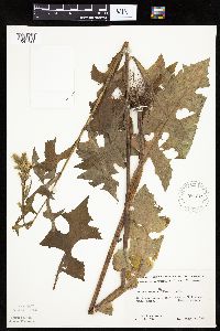 Lactuca biennis image