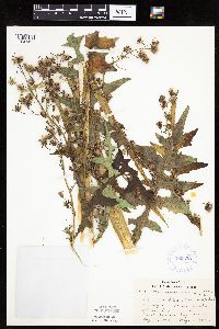 Image of Lactuca biennis