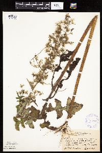 Lactuca biennis image