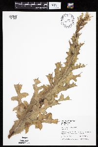 Lactuca biennis image