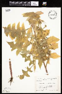 Lactuca biennis image