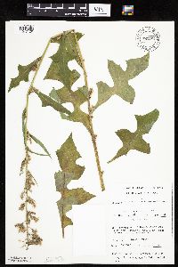 Lactuca biennis image