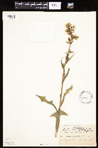 Lactuca biennis image
