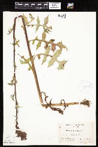 Lactuca biennis image