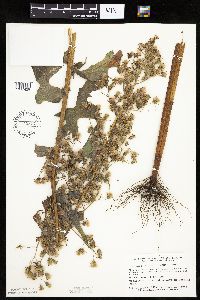 Lactuca biennis image