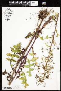 Lactuca biennis image